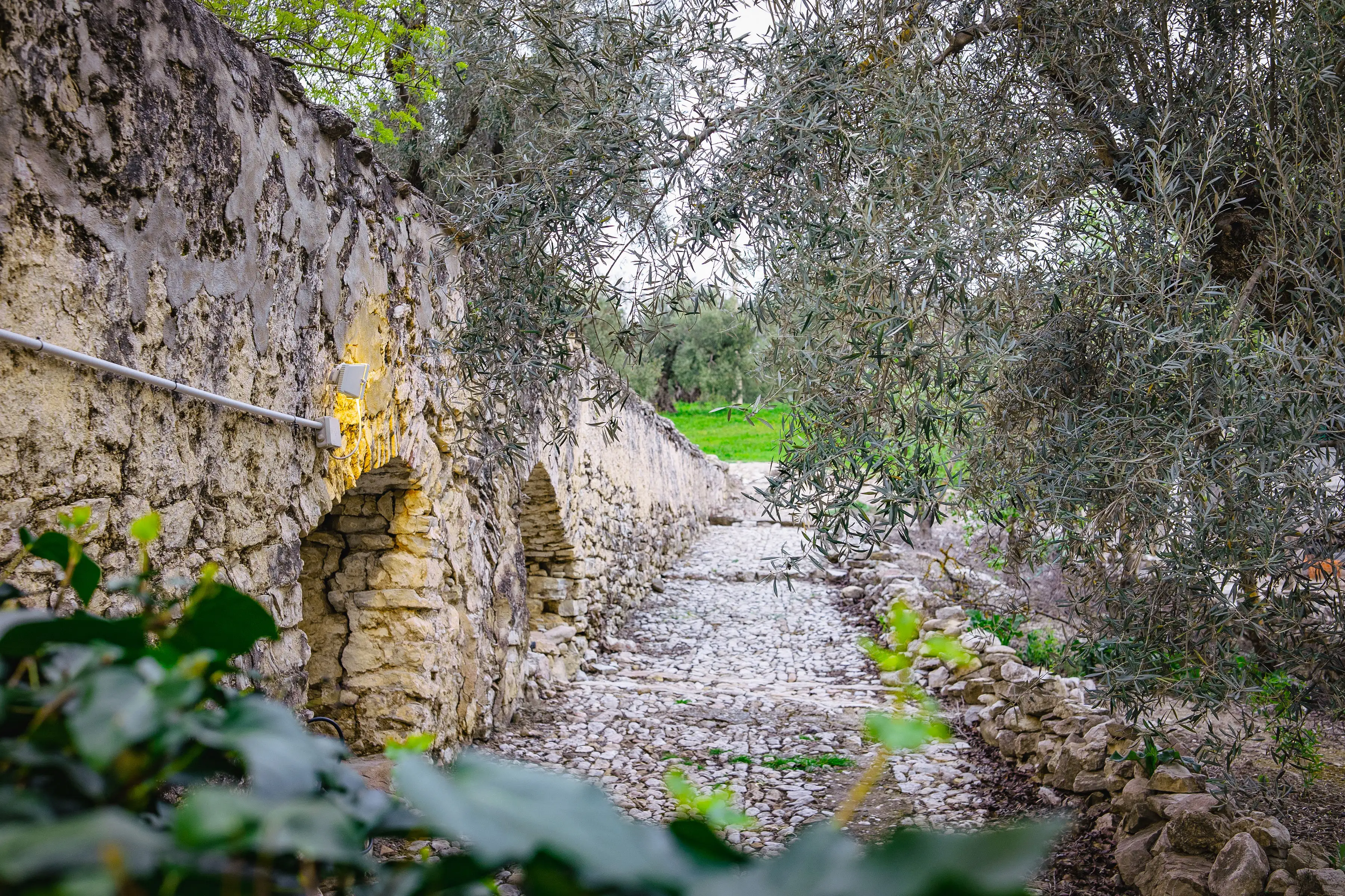 Camino empedrado bajo el antiguo acueducto entre olivos centenarios